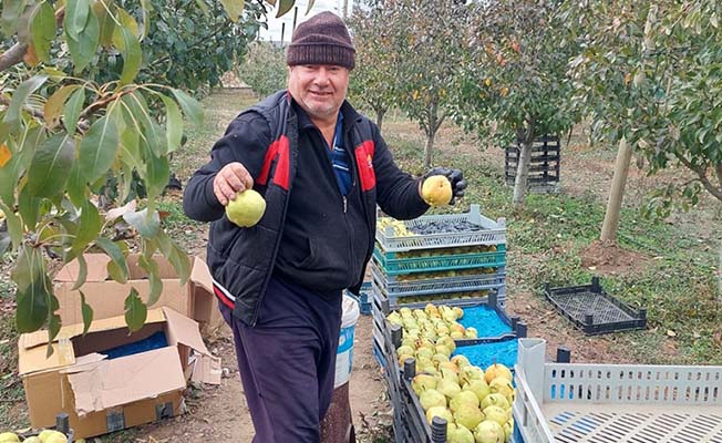 Maşallah! Bir ağaçtan 25 Kg armut