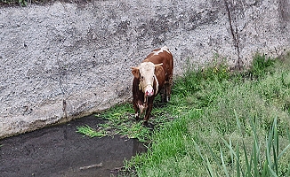 Kurbanlık ahırdan kaçtı, ortalık karıştı