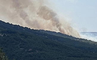 Anız yangını ormana sıçradı, 1 gözaltı