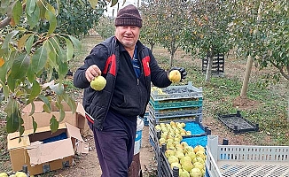 Maşallah! Bir ağaçtan 25 Kg armut